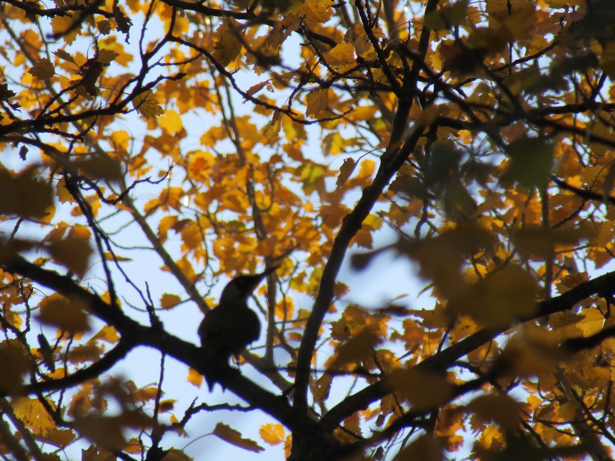 Eurasian Green Woodpecker - ML645036850
