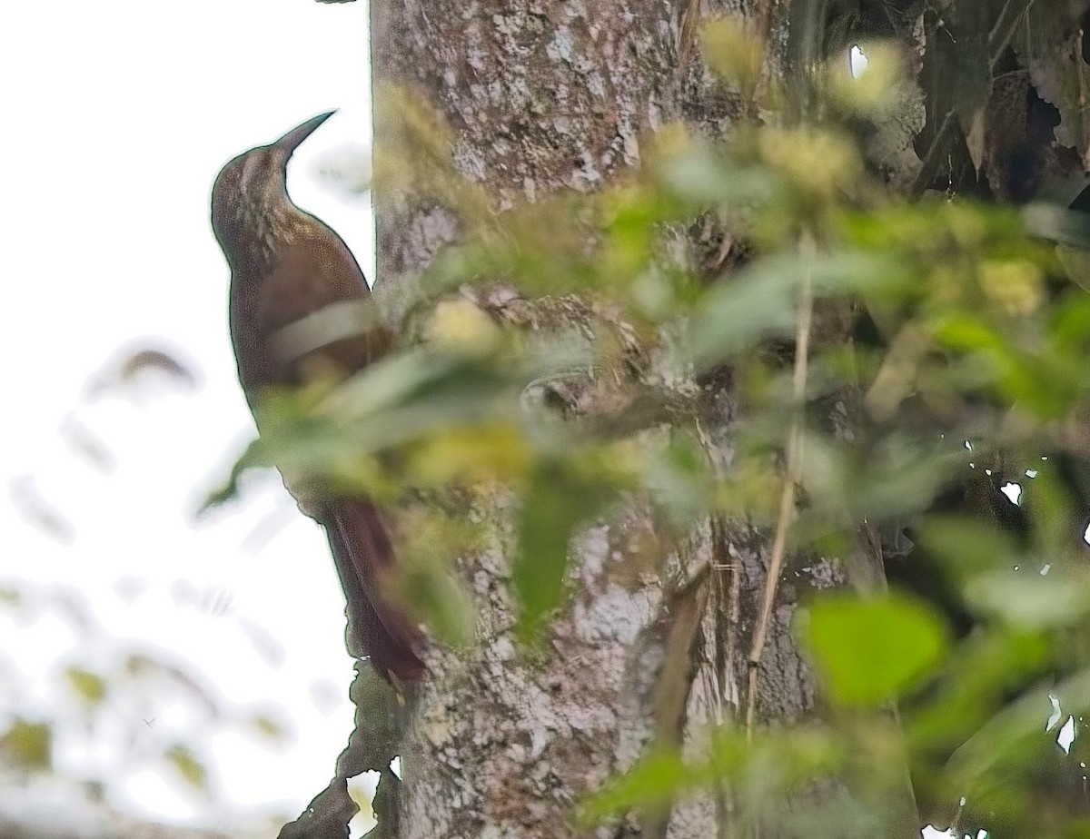 White-throated Woodcreeper - ML645036852