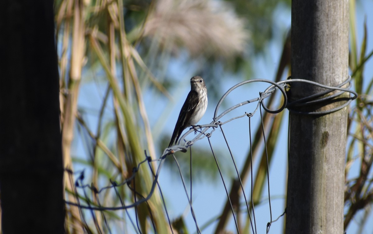 Gray-streaked Flycatcher - ML645036865