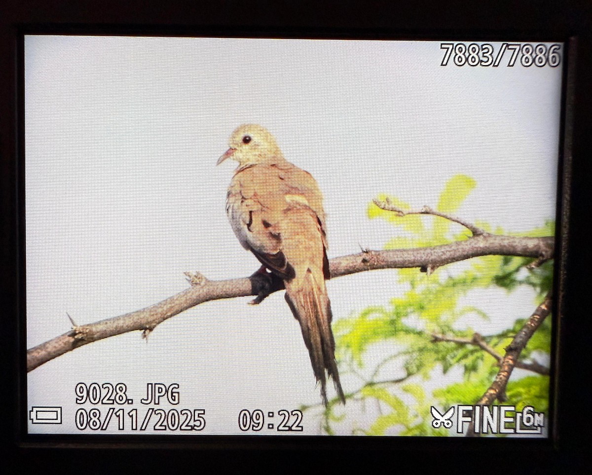 hrdlička kapská - ML645036867