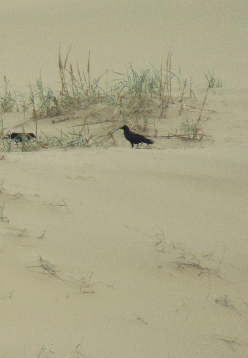 Cuervo Grande - ML645036868