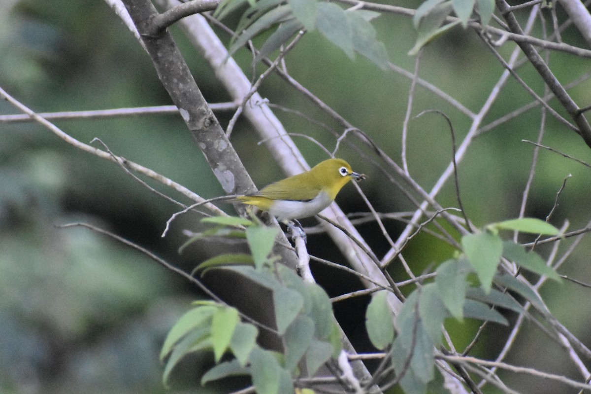 Warbling White-eye - ML645036877