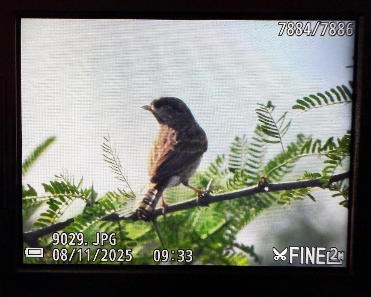 strnad bělolící - ML645036879