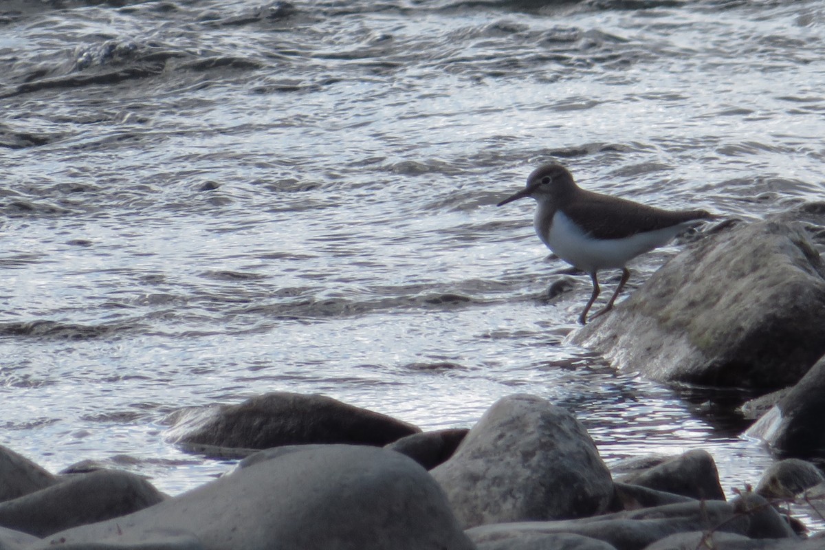 磯鷸 - ML645036910