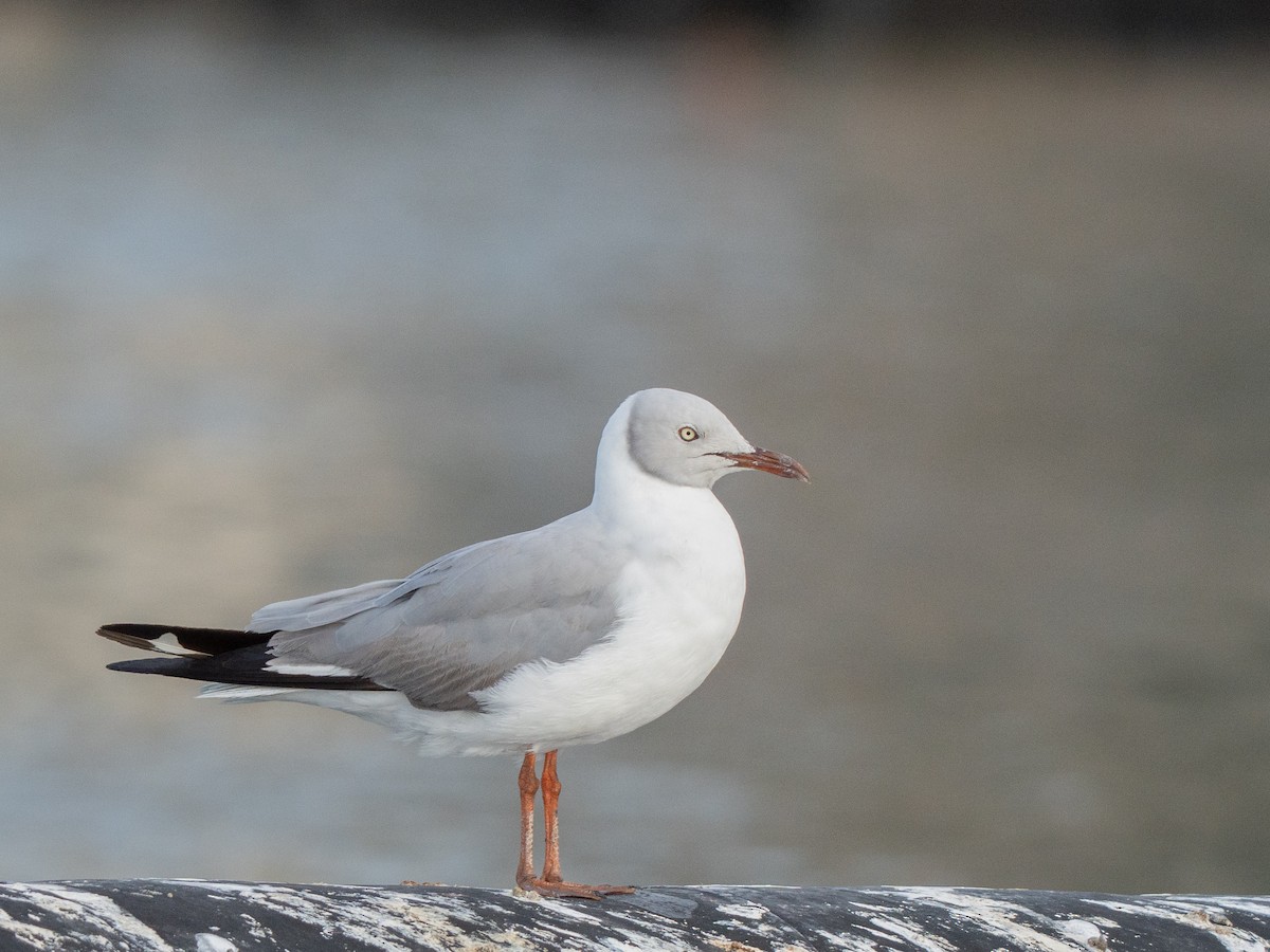 gråhodemåke - ML645036912