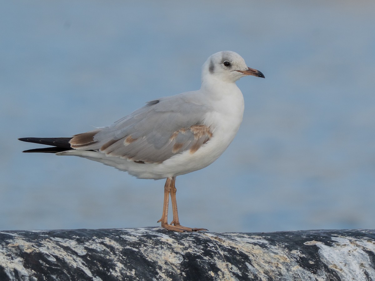 gråhodemåke - ML645036913