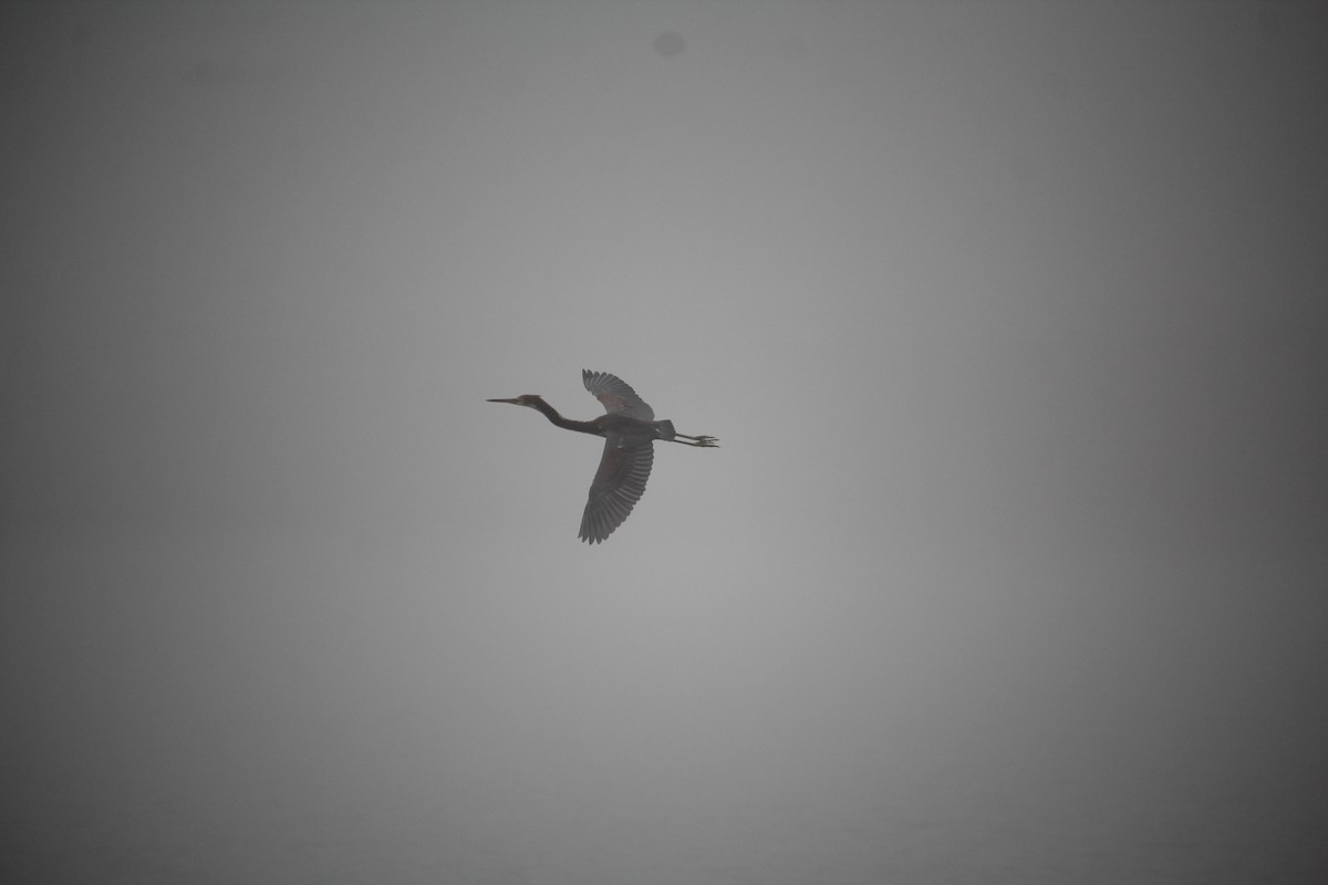 Tricolored Heron - ML645036920