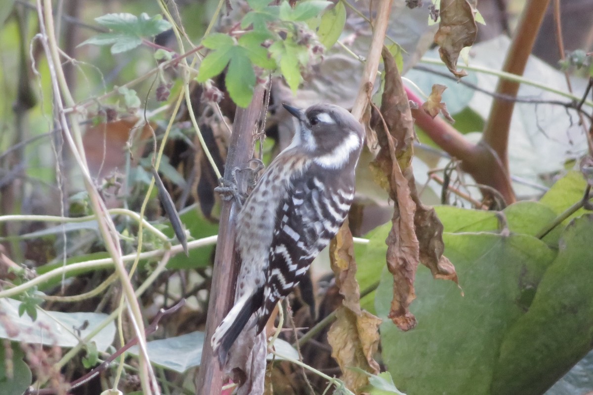 Japanese Pygmy Woodpecker - ML645036922