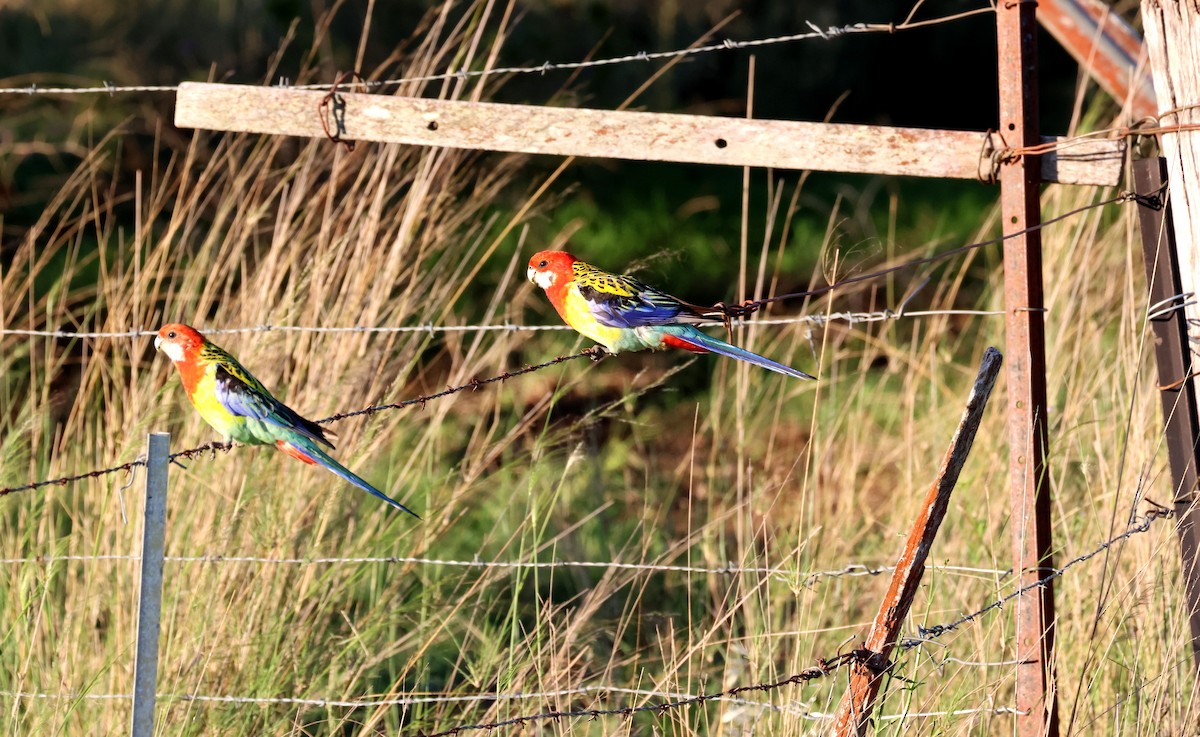 Eastern Rosella - ML645036926