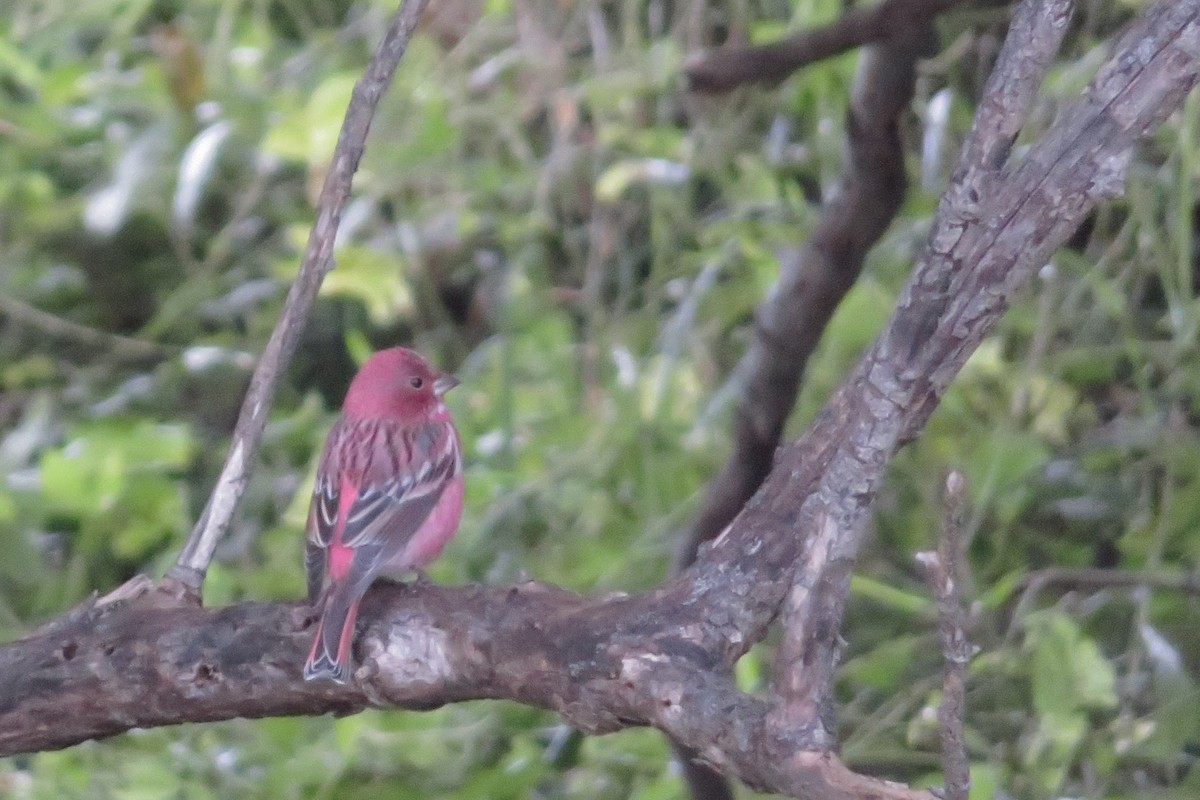 北朱雀 - ML645036941