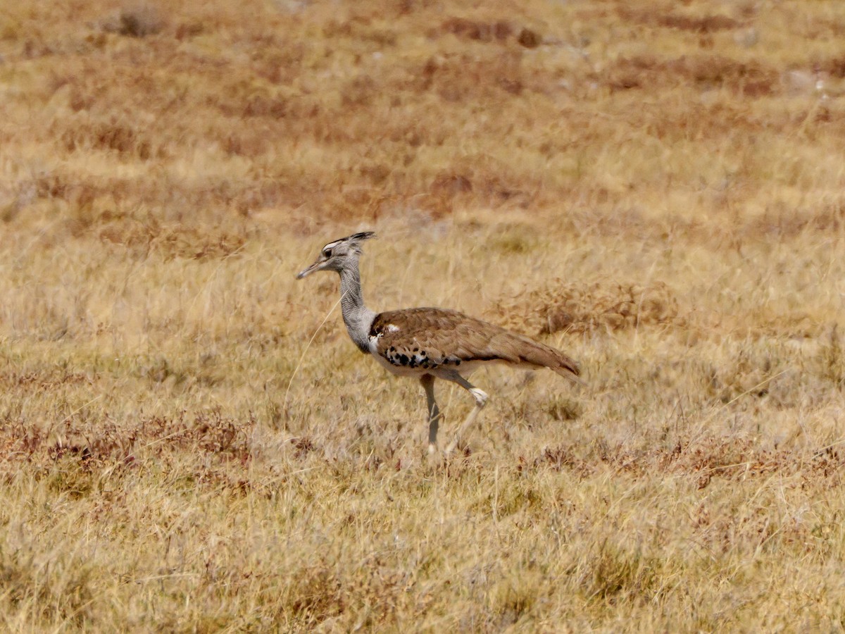 Дрофа-кори - ML645036952