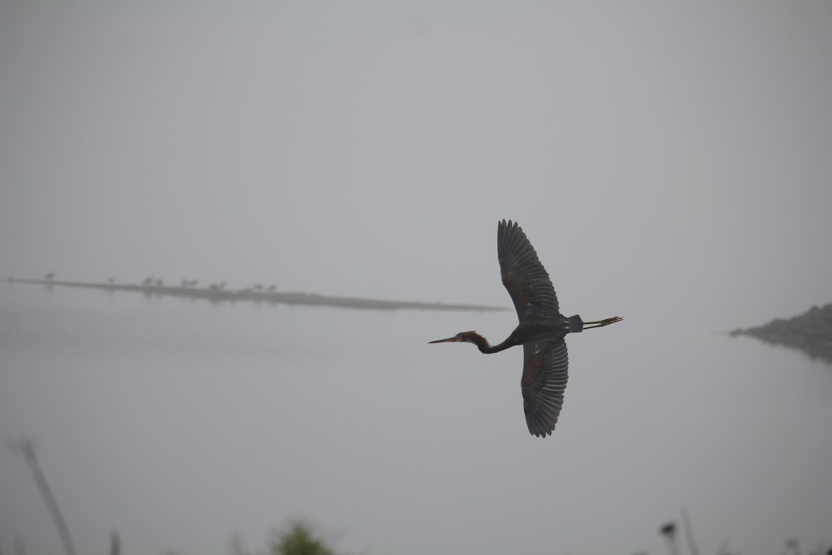 Tricolored Heron - ML645036963