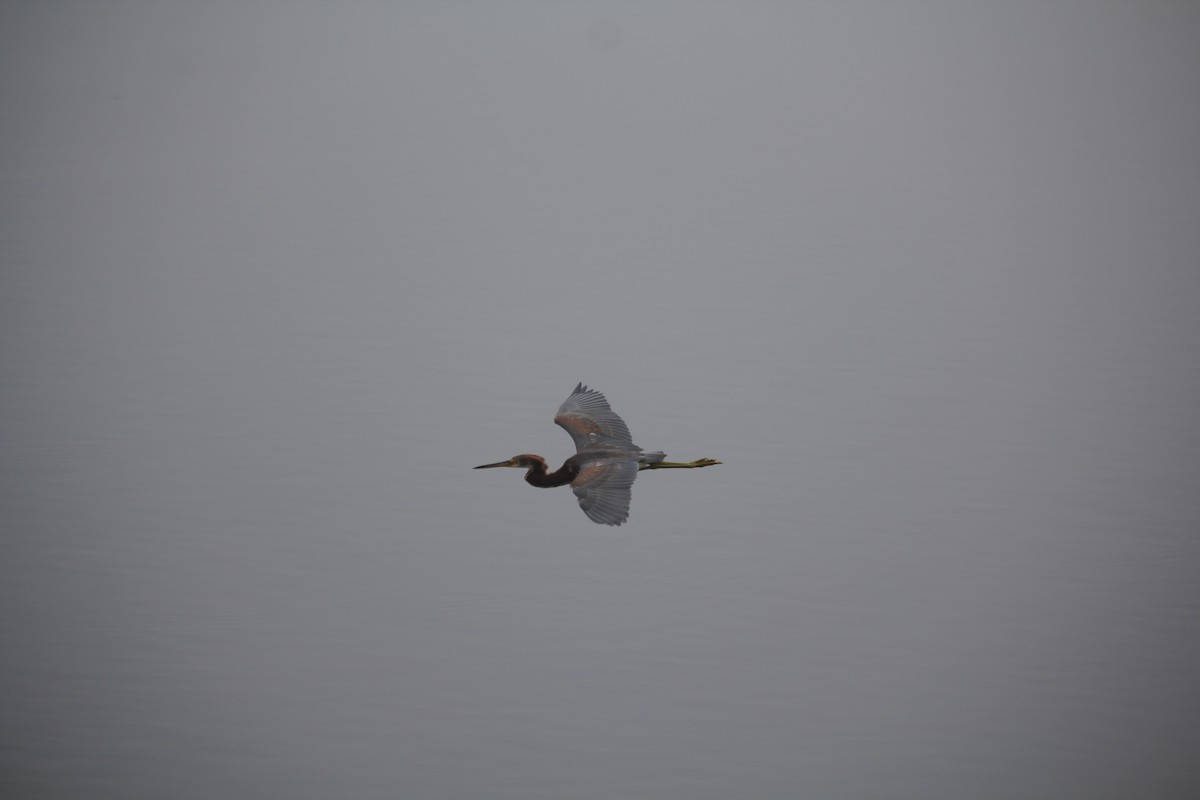 Tricolored Heron - ML645036970