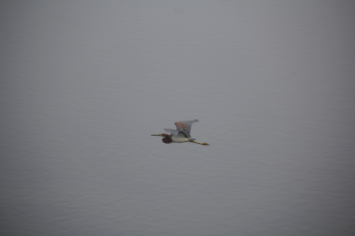 Tricolored Heron - ML645036972
