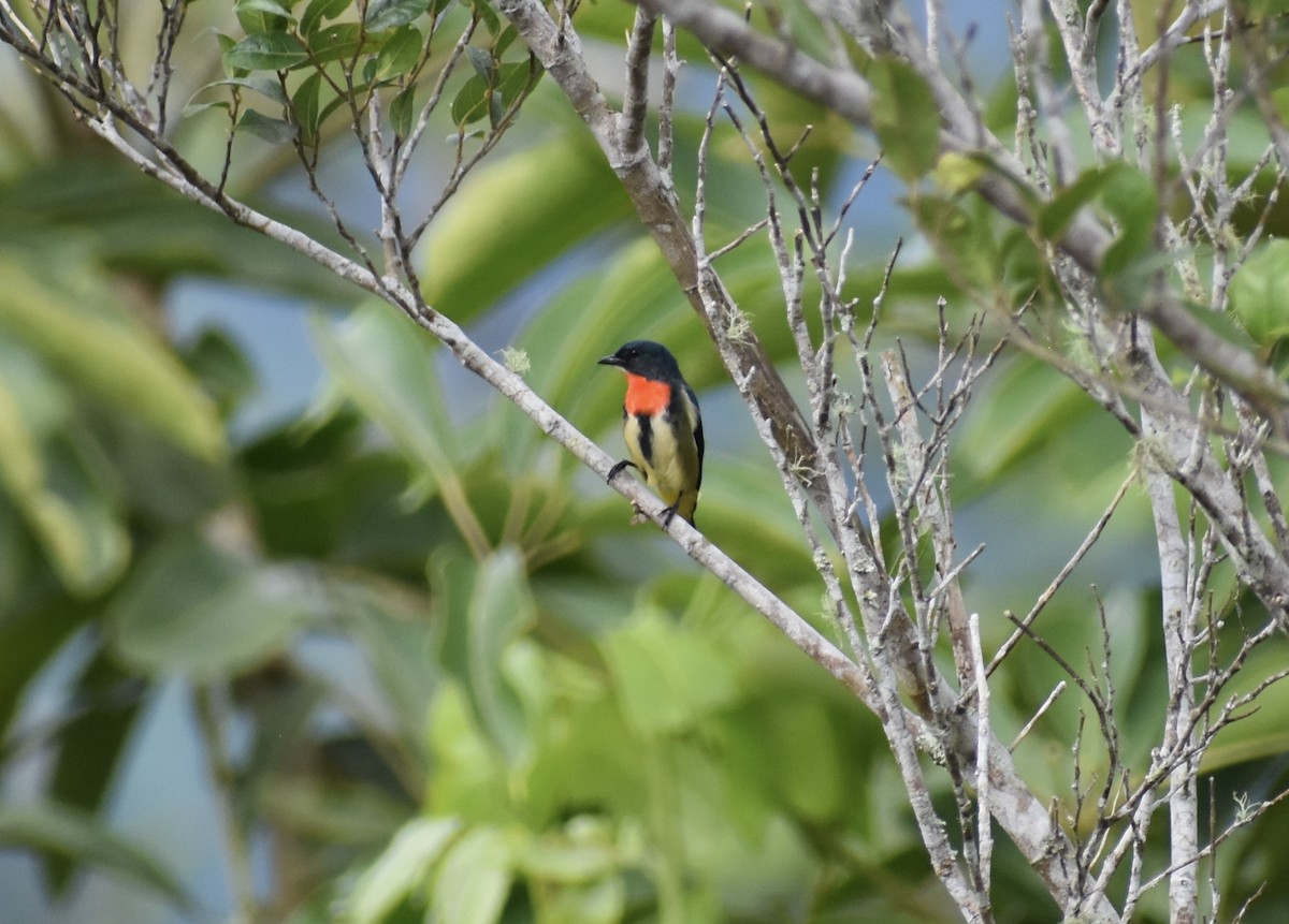 Fire-throated Flowerpecker - ML645036988