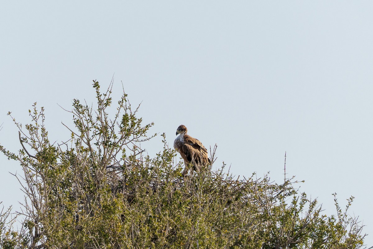 Tawny Eagle - ML645036992