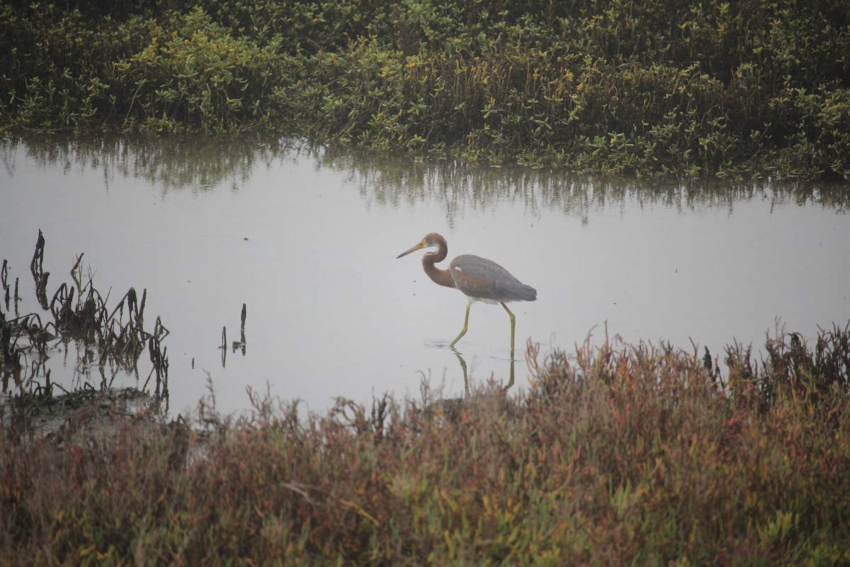 Tricolored Heron - ML645036994
