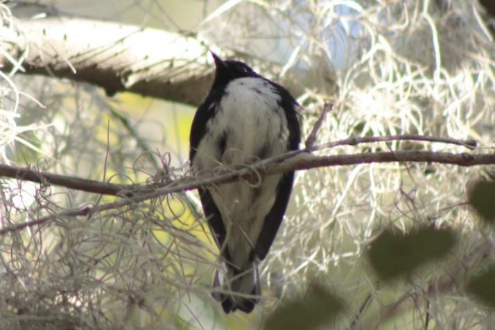 Black-throated Blue Warbler - ML645037006