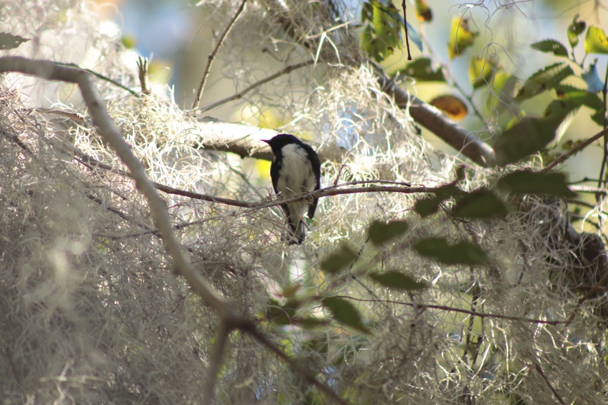 Black-throated Blue Warbler - ML645037007