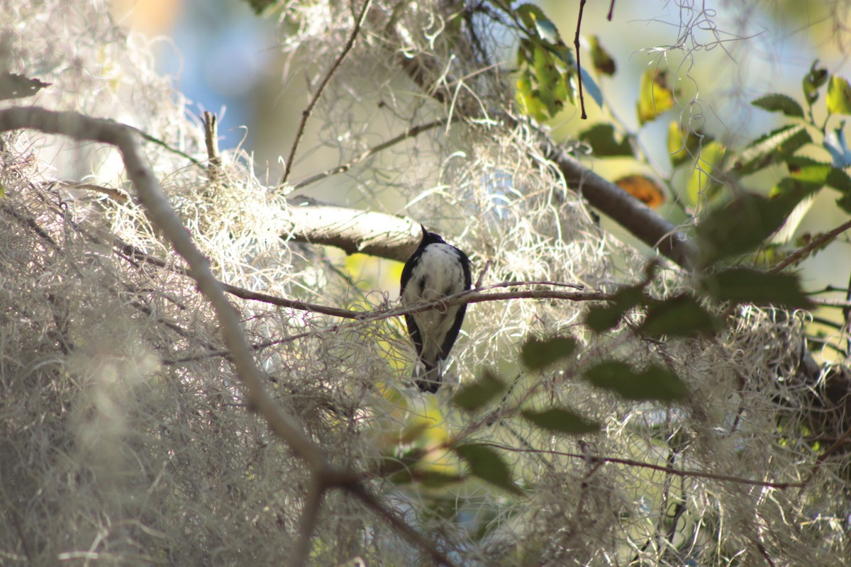 Black-throated Blue Warbler - ML645037008