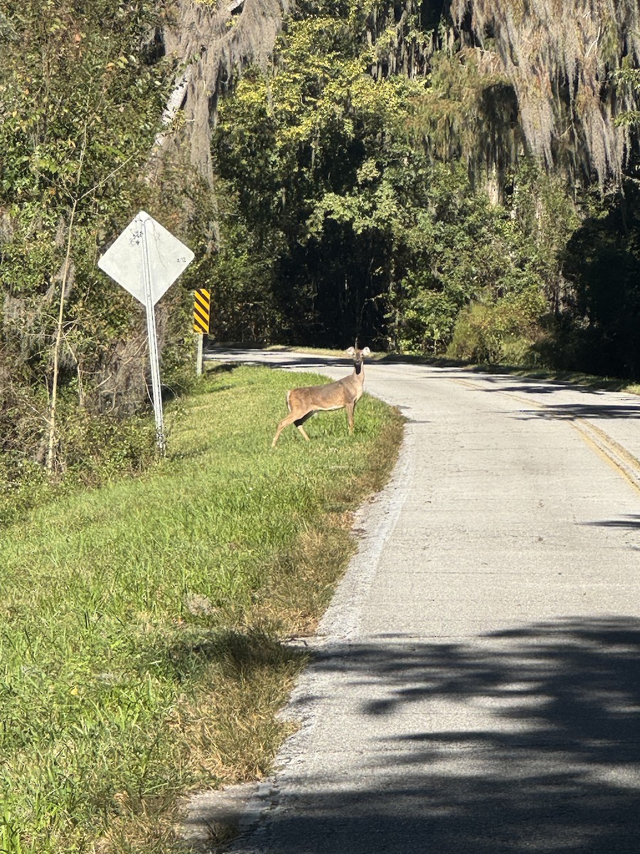White-tailed Deer - ML645037011