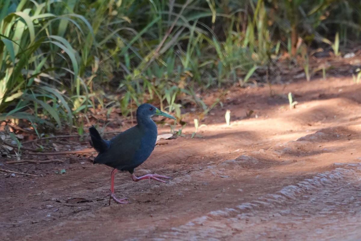 Râle noirâtre - ML645037012