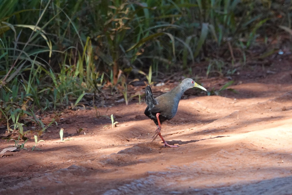 Râle noirâtre - ML645037014