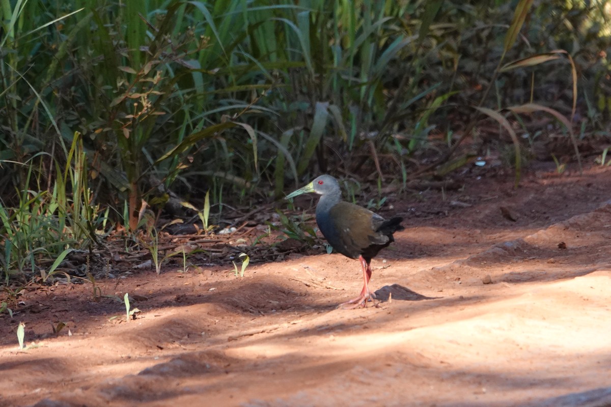 Râle noirâtre - ML645037017