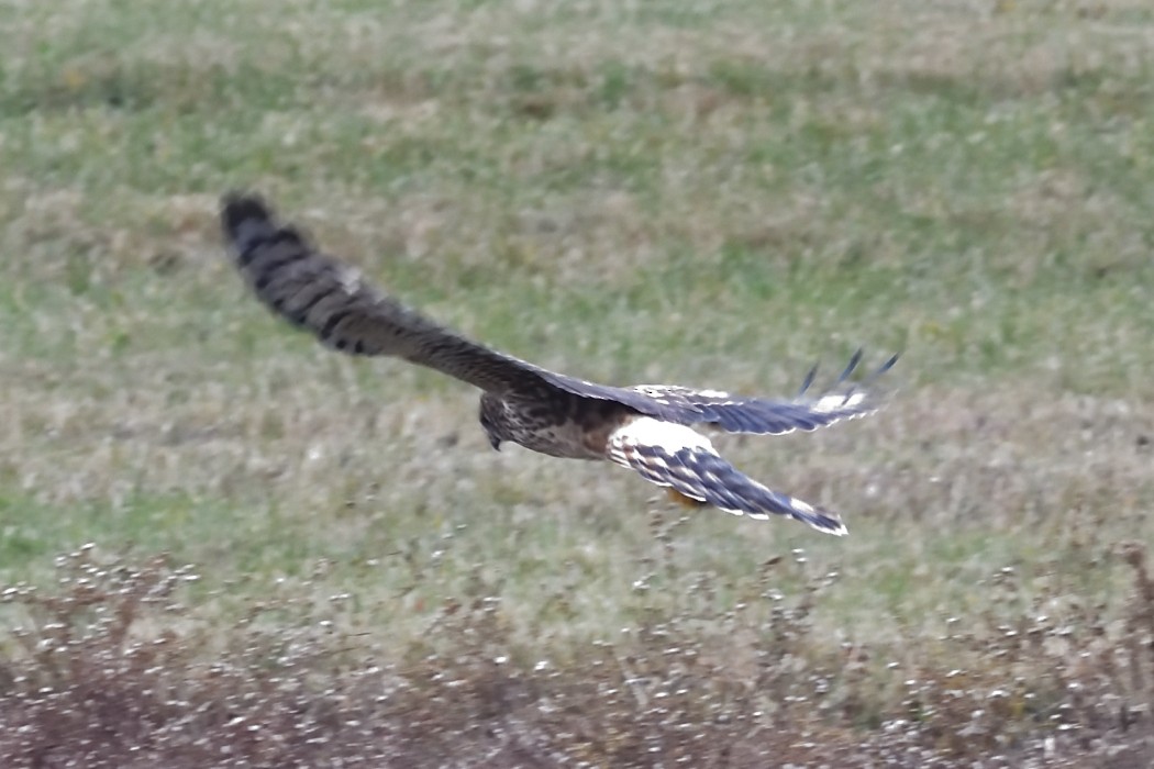 Лунь американський - ML645037036