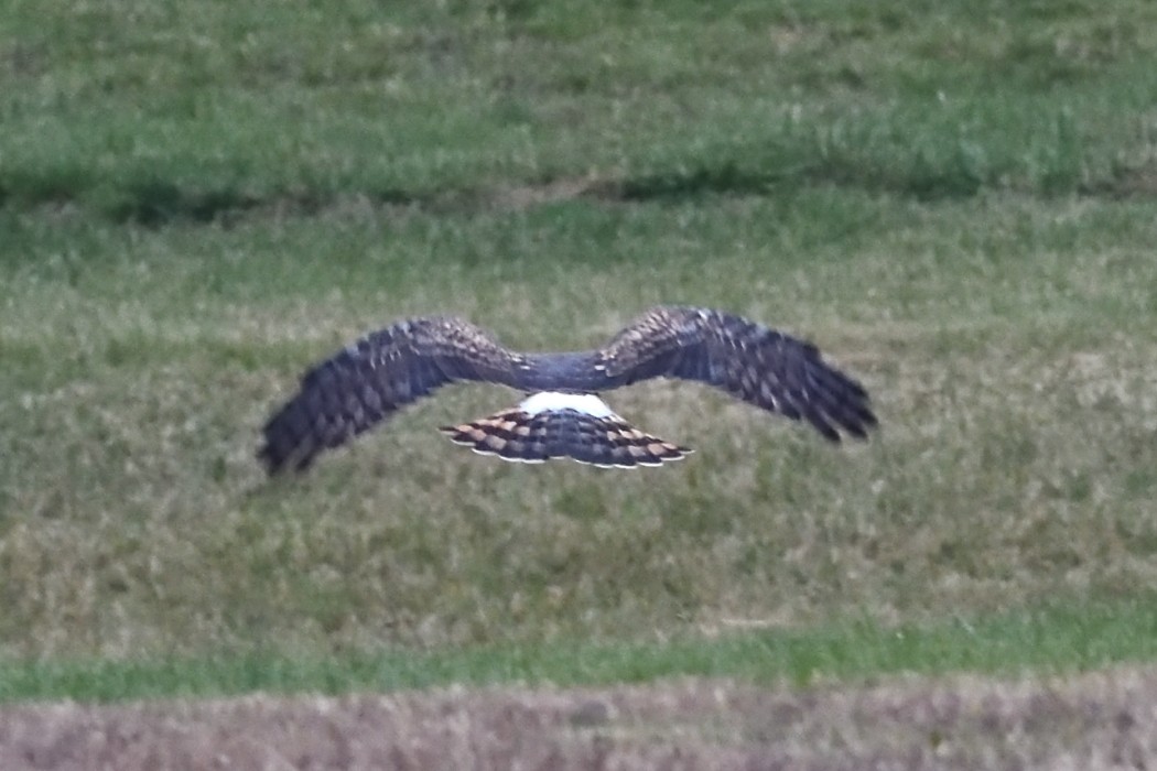 Лунь американський - ML645037039