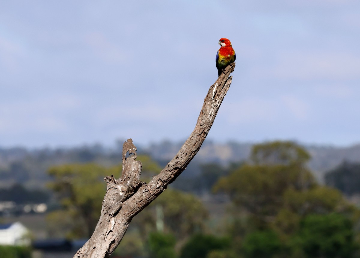 Eastern Rosella - ML645037041
