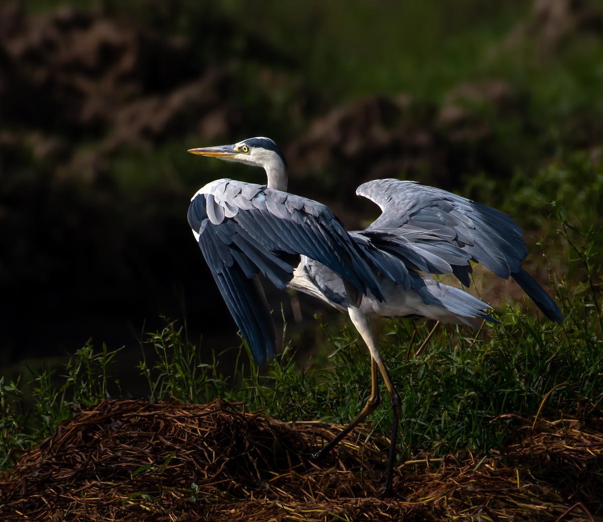 Gray Heron - ML645037042