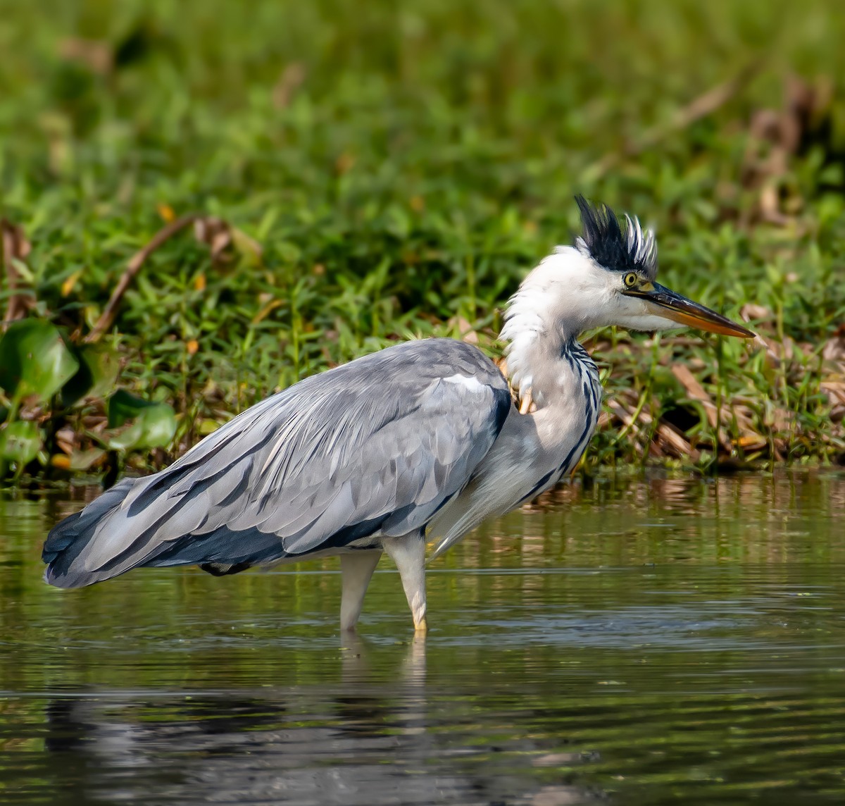 Gray Heron - ML645037043