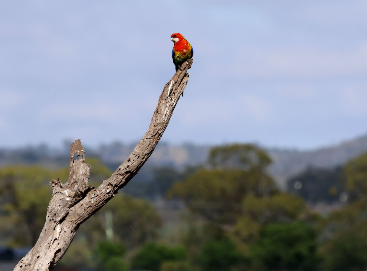 Eastern Rosella - ML645037044
