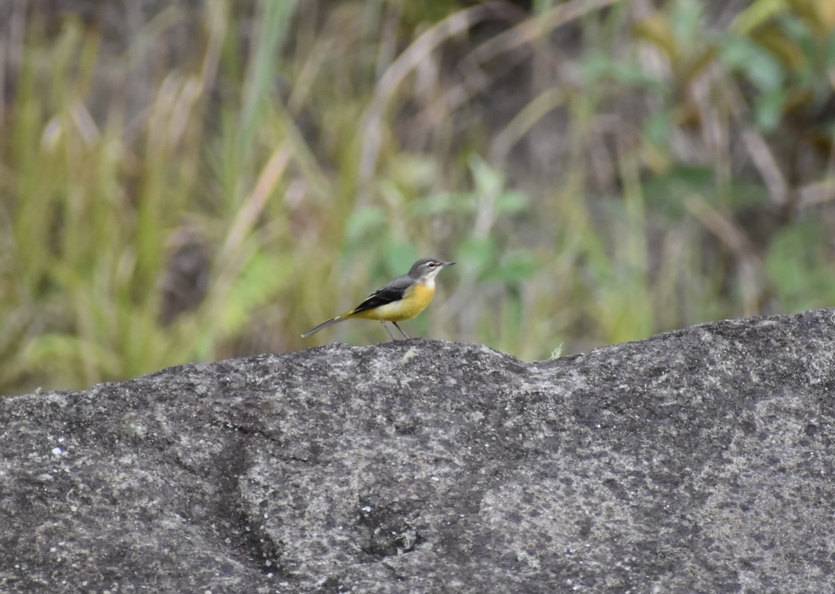 Gray Wagtail - ML645037045