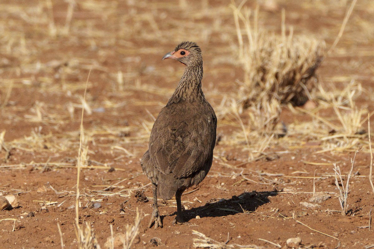 Swainson's Spurfowl - ML645037047