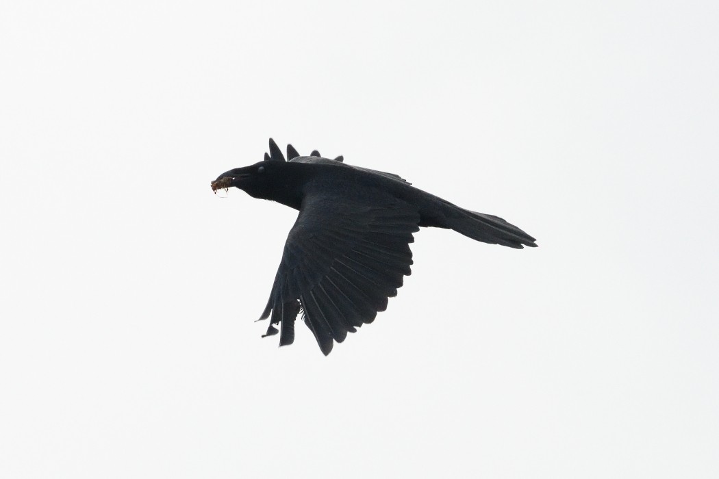 Cuervo Grande - ML645037048