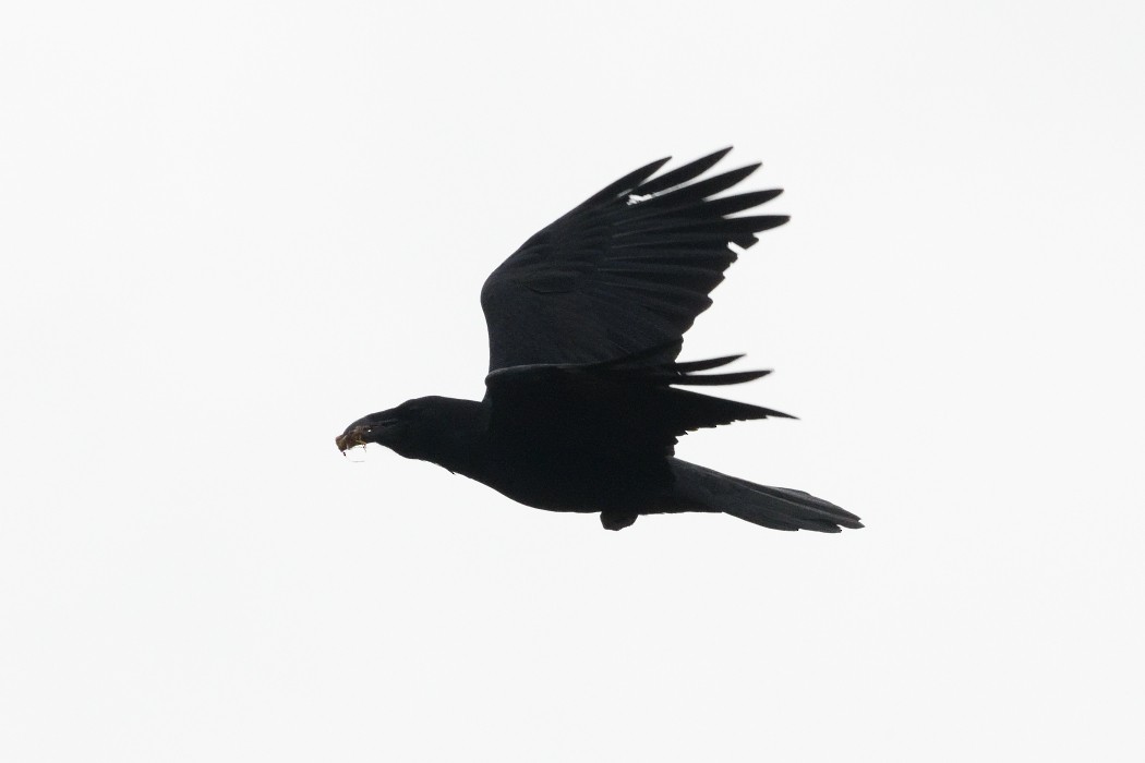 Cuervo Grande - ML645037052