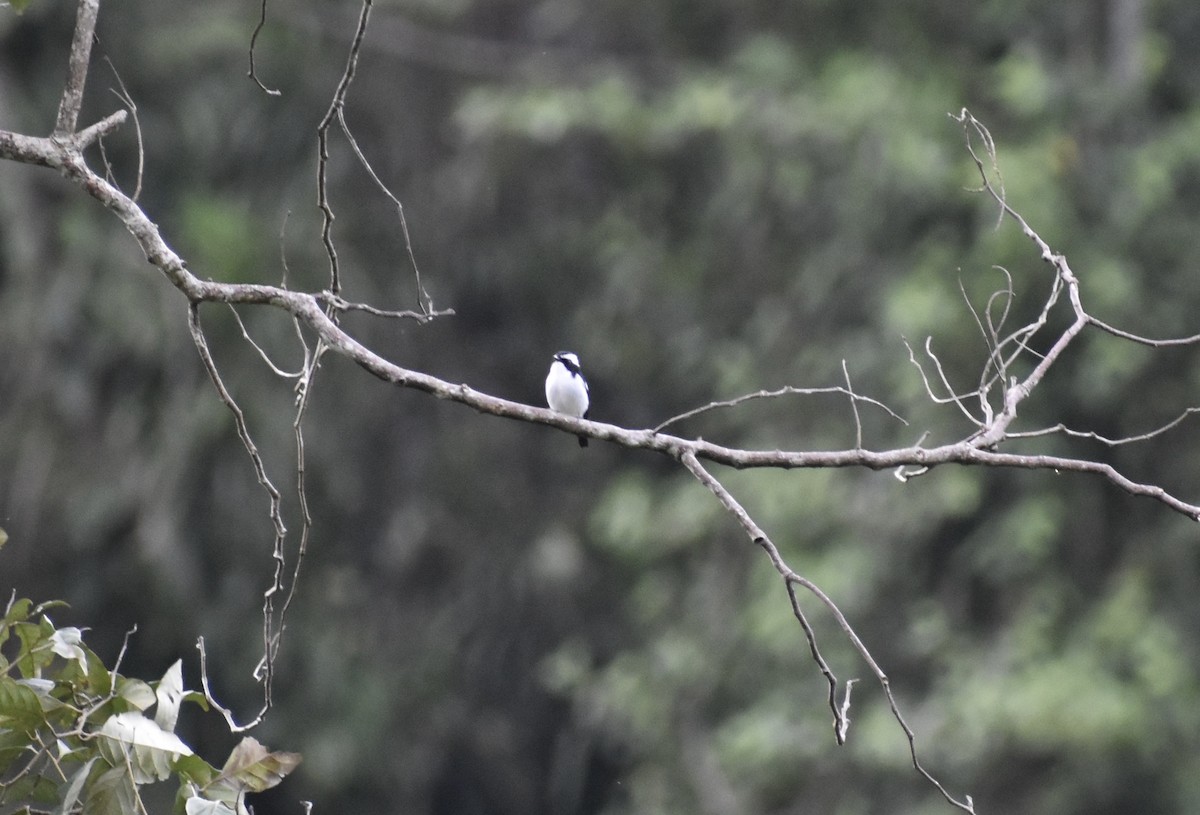 Little Pied Flycatcher - ML645037057