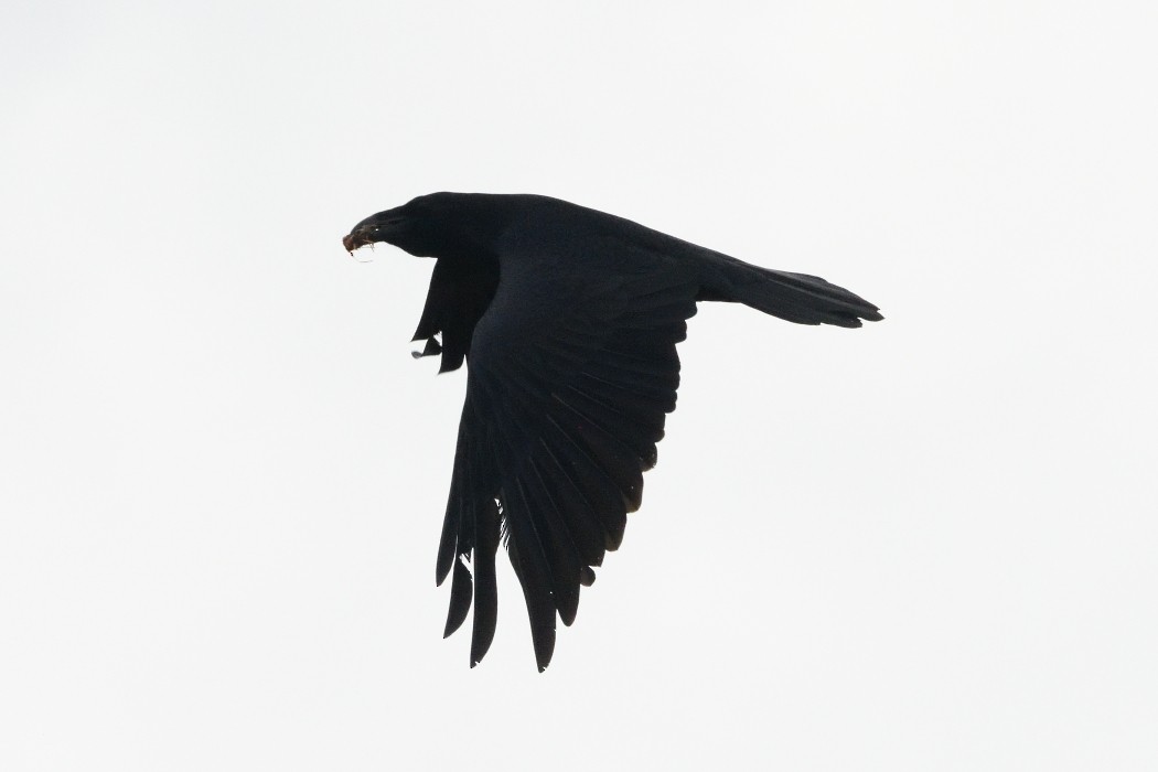 Cuervo Grande - ML645037058