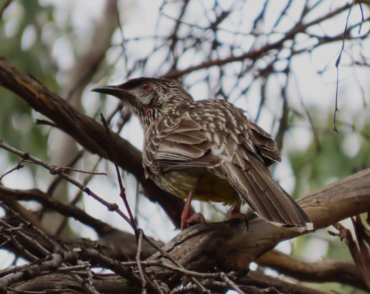 laločnatka jihoaustralská - ML645037060