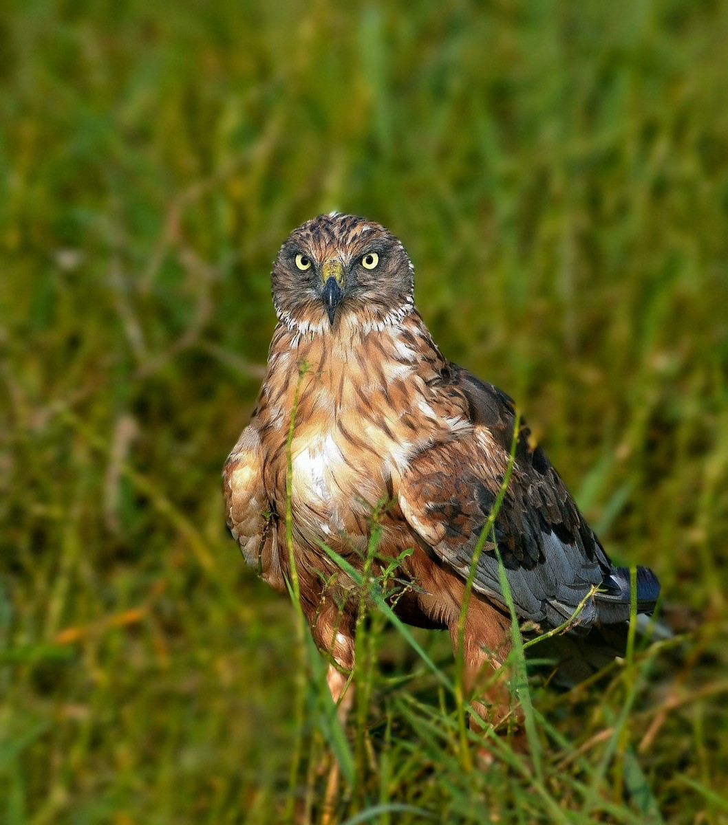 Western Marsh Harrier - ML645037065