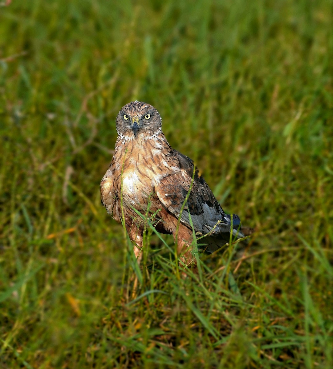 Western Marsh Harrier - ML645037066