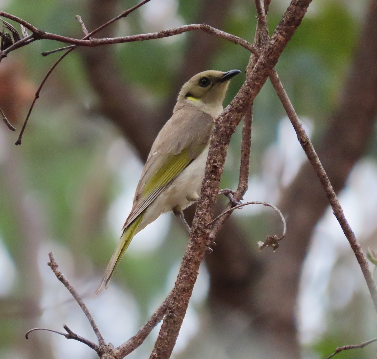 medosavka šedohnědá - ML645037070