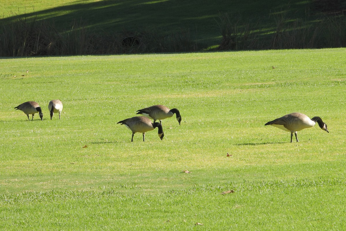 カナダガン - ML645037071