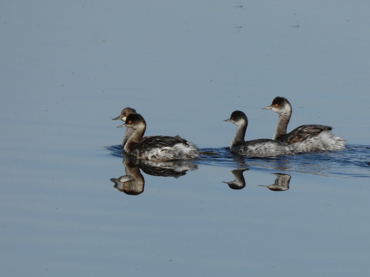 黑頸鸊鷉 - ML645037079