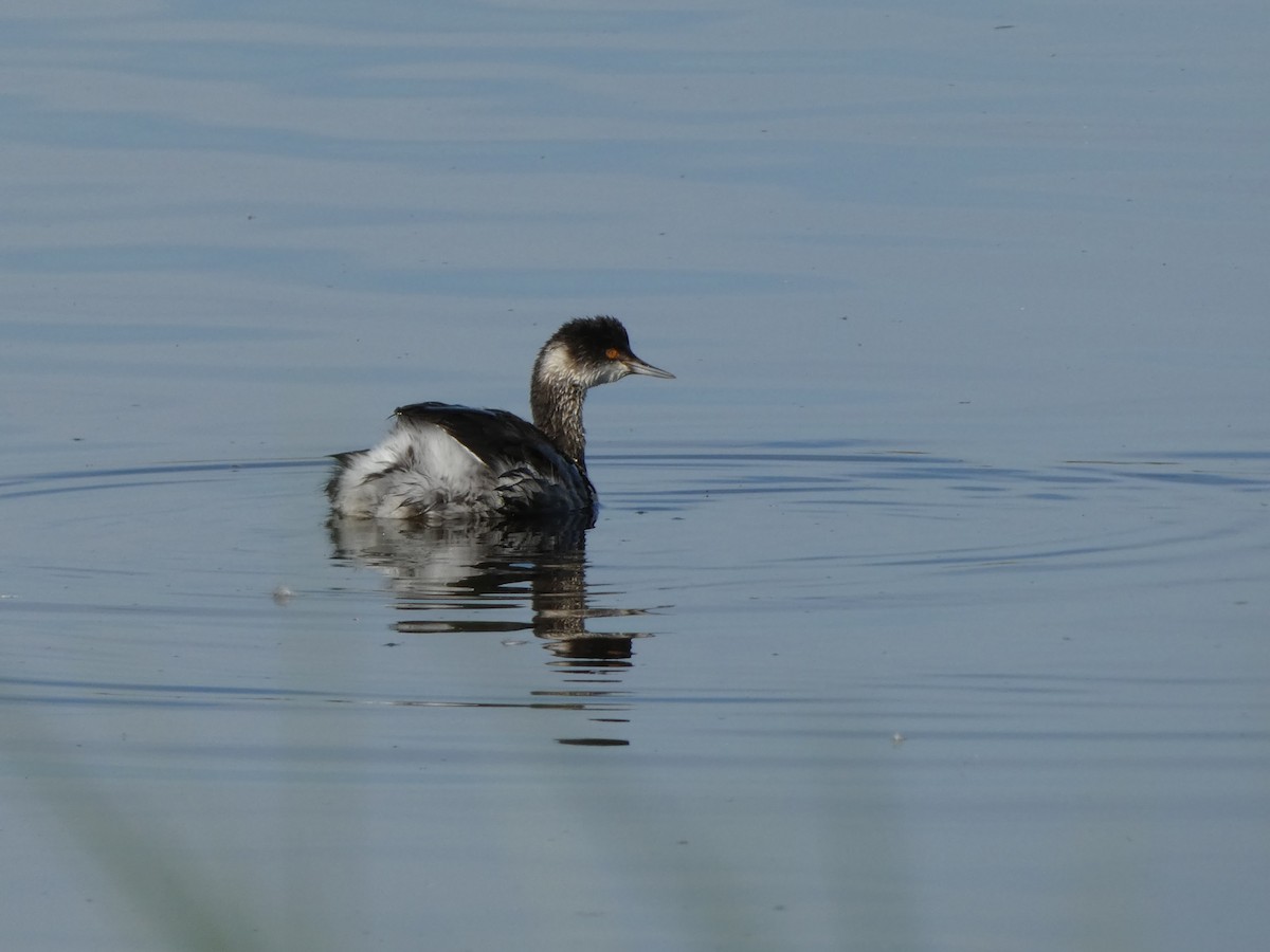 黑頸鸊鷉 - ML645037080