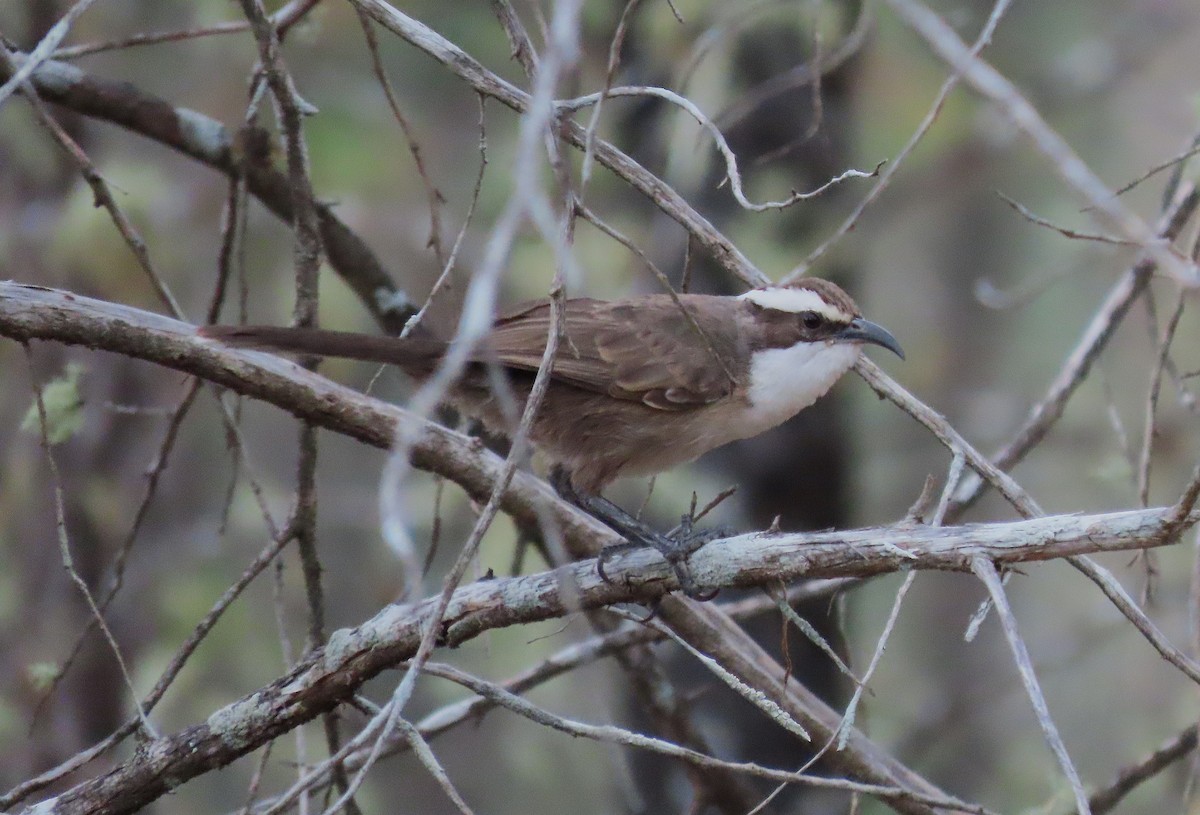 timáliovec hnědý - ML645037084