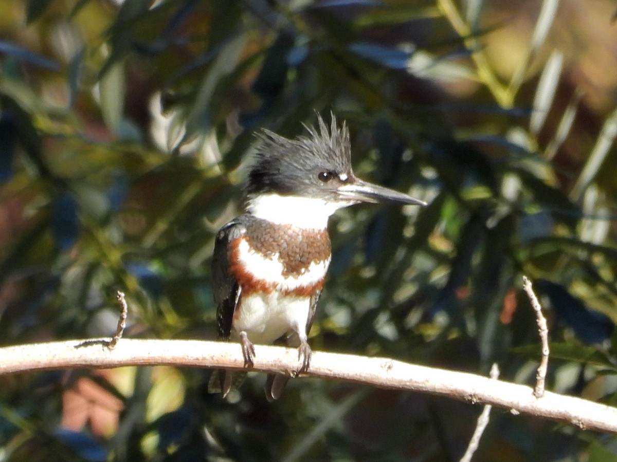 Martin handi iparramerikarra - ML645037097