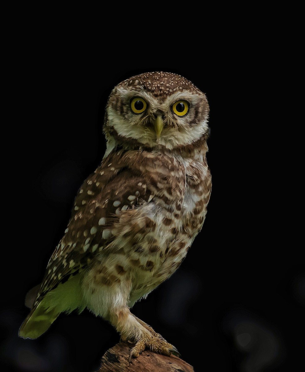 Spotted Owlet - ML645037098